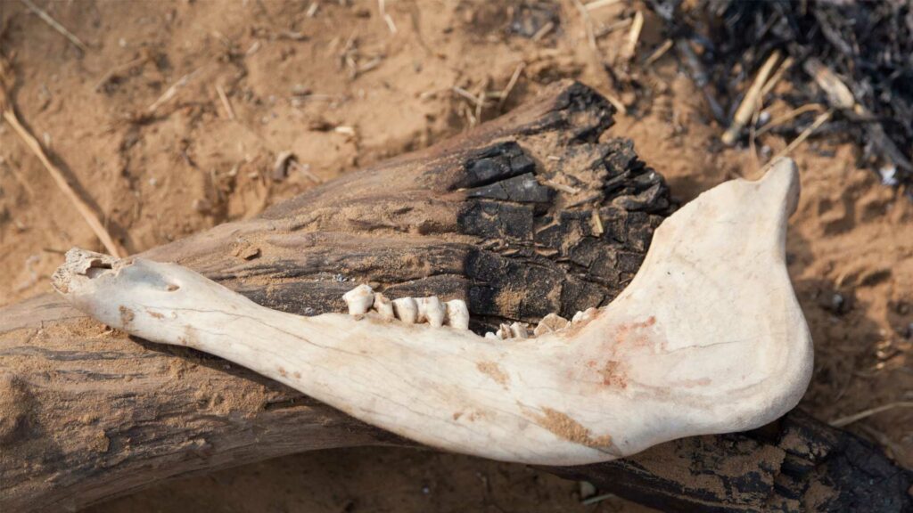 7 Things to Learn From the Strongest Man in the Bible 30 Heroes: Jawbone