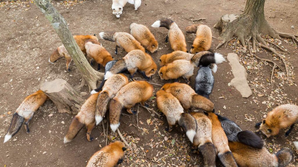 7 Things to Learn From the Strongest Man in the Bible 29 Heroes: Foxes