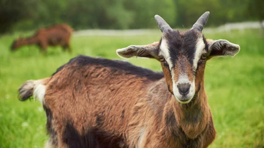 Blood Sacrifice: Examples, Types, Roles, and Fulfillment 23 Heroes: Ram for sacrifice