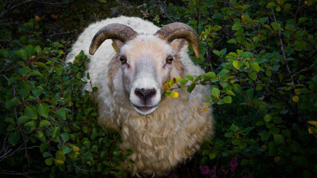Blood Sacrifice: Examples, Types, Roles, and Fulfillment 24 Heroes: Lamb for sacrifice
