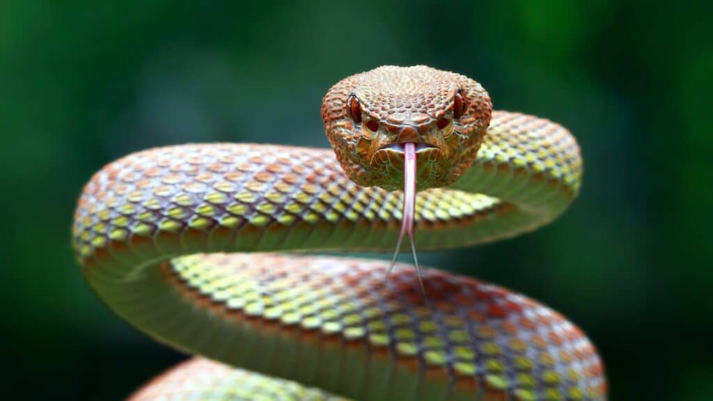 10 Must-know Facts About the Serpent in Eden and Its Temptation